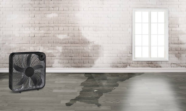 Best Mold removal after water damage  in Fairfield, TX